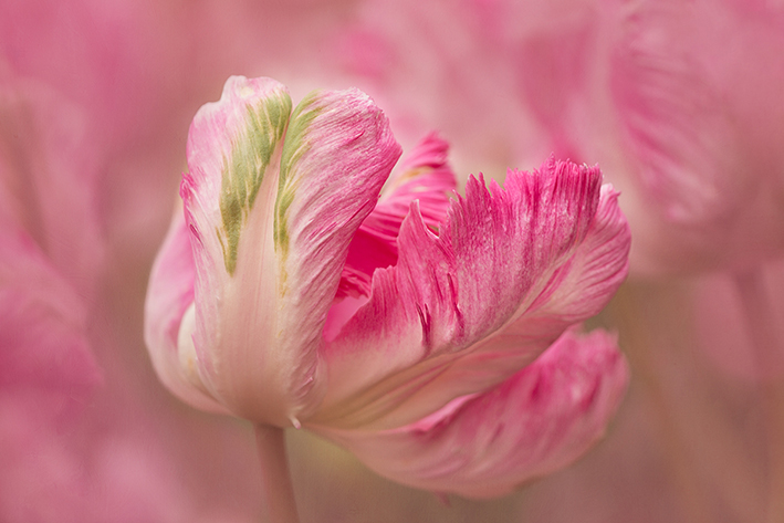 Capture the beauty of flower photography - BPSOP