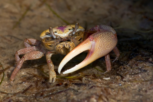 Macro Wildlife Photography Using Extension Tubes | Online Photography ...