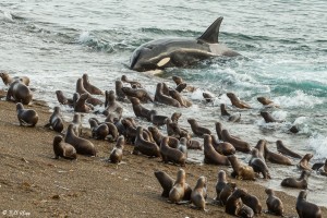 "Killer Whale Beach Attack" - by: Bill Klipp