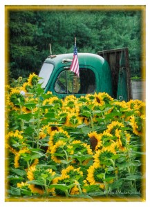 2-sunflowers-rain-american-flag