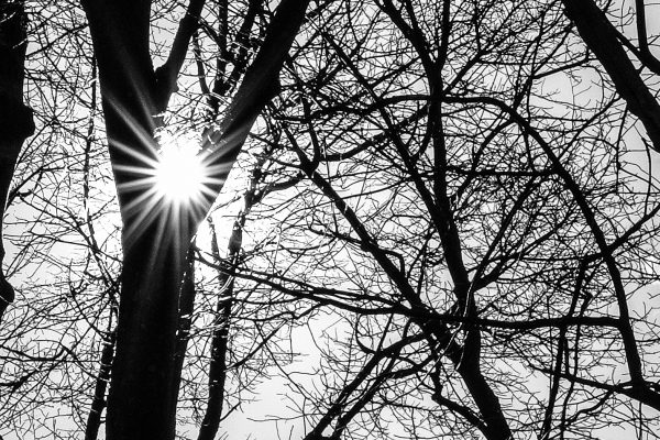 Backlit branches are a good test for lens sharpness.