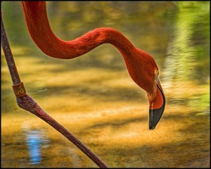 "Flamingo" By: Elizabeth Huag