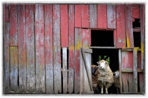 "Bo Peep's Sheep" By: Margery Diamond