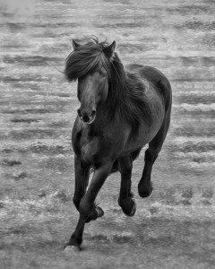 "The Black Stallion Returns" By: Elisabeth Haug