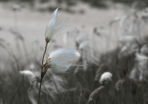 "Cotton grass" By:  Kate Blagg