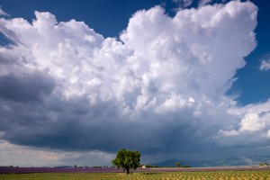 Afternoon thunder clouds on the Valensole Plateau, Provence