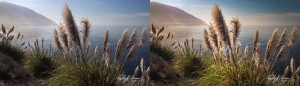 Sea Grass Big Sur