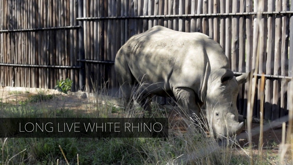 long_live_white_rhino01