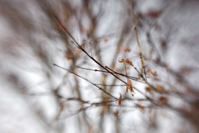 Winter branches Clemons copy