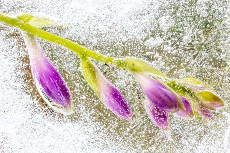 Photographing flora creatively (Frozen flowers) | Online Photography School