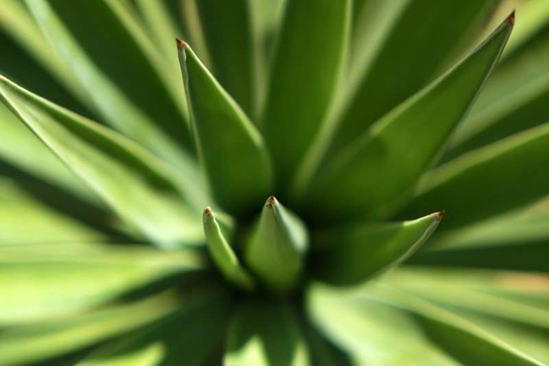 vlastimil-babicky_Photographing-Flora-Green