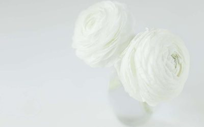 White on white – Flora photography