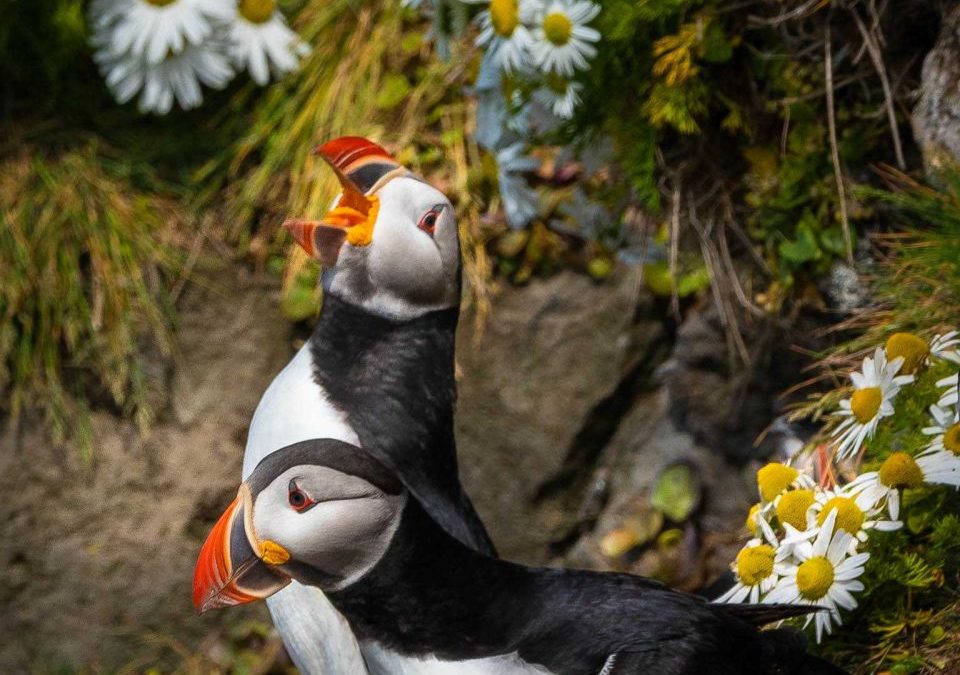 Photographing Puffin in the Westfjords of Iceland