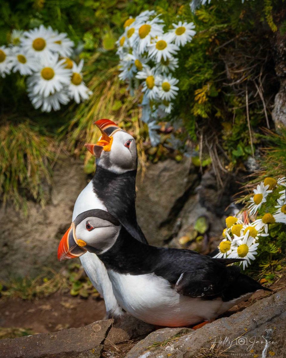 Photographing Atlantic Puffins in Iceland